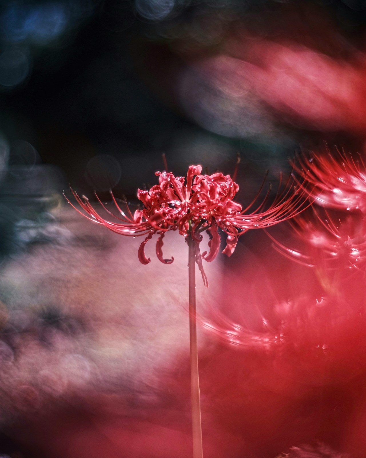 Image by aya