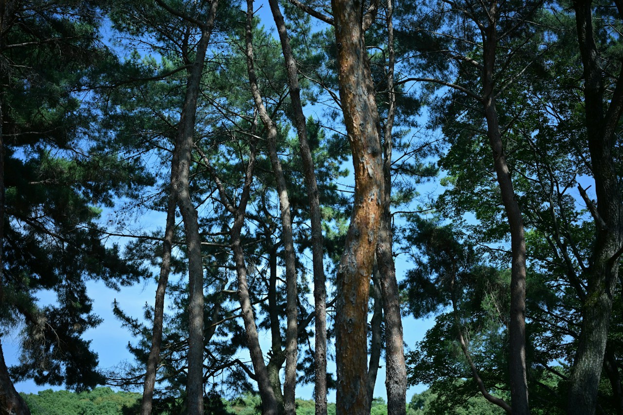 Photo by masa