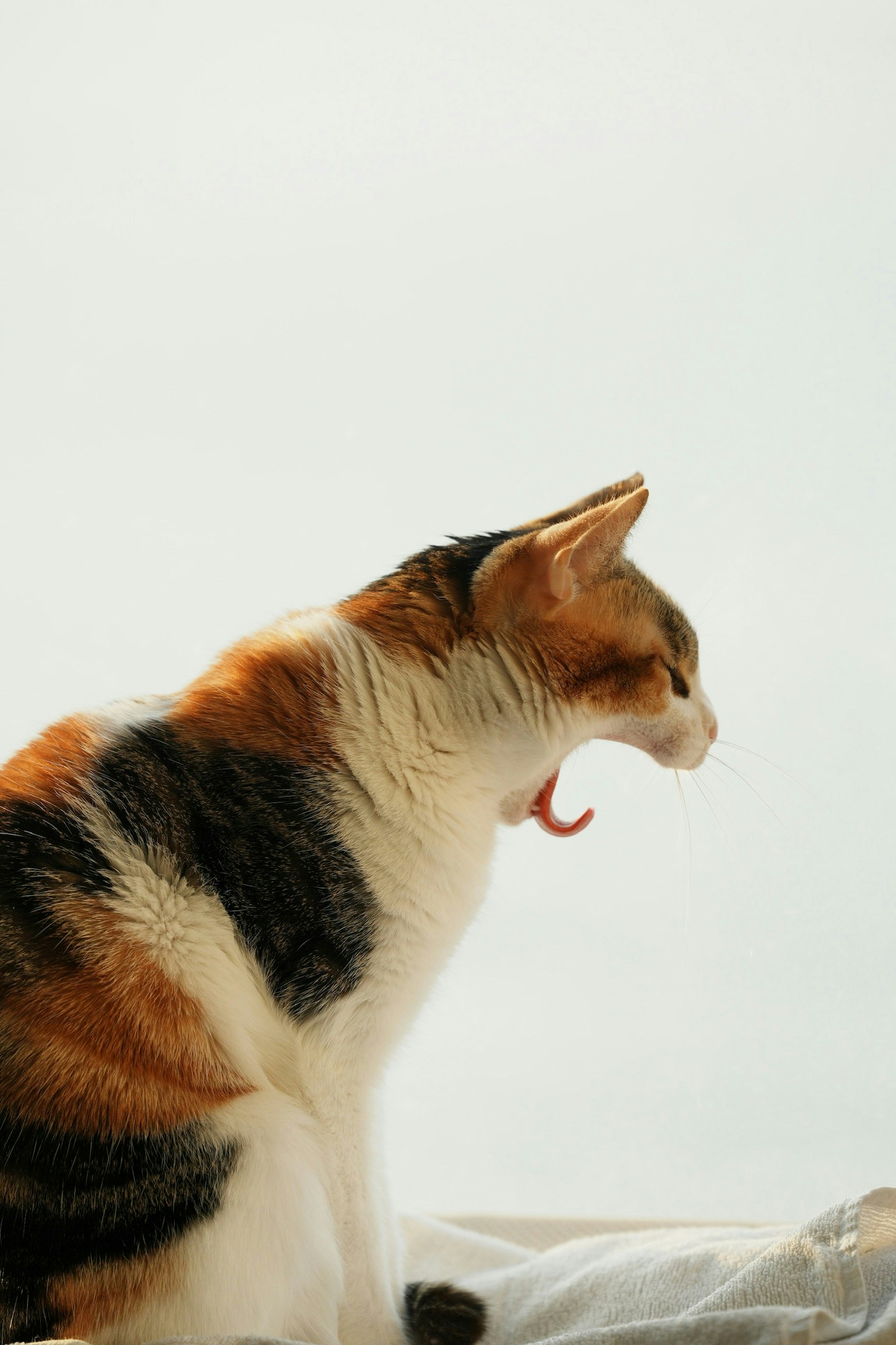 2026-04-find-new-pieces-cat-image-108