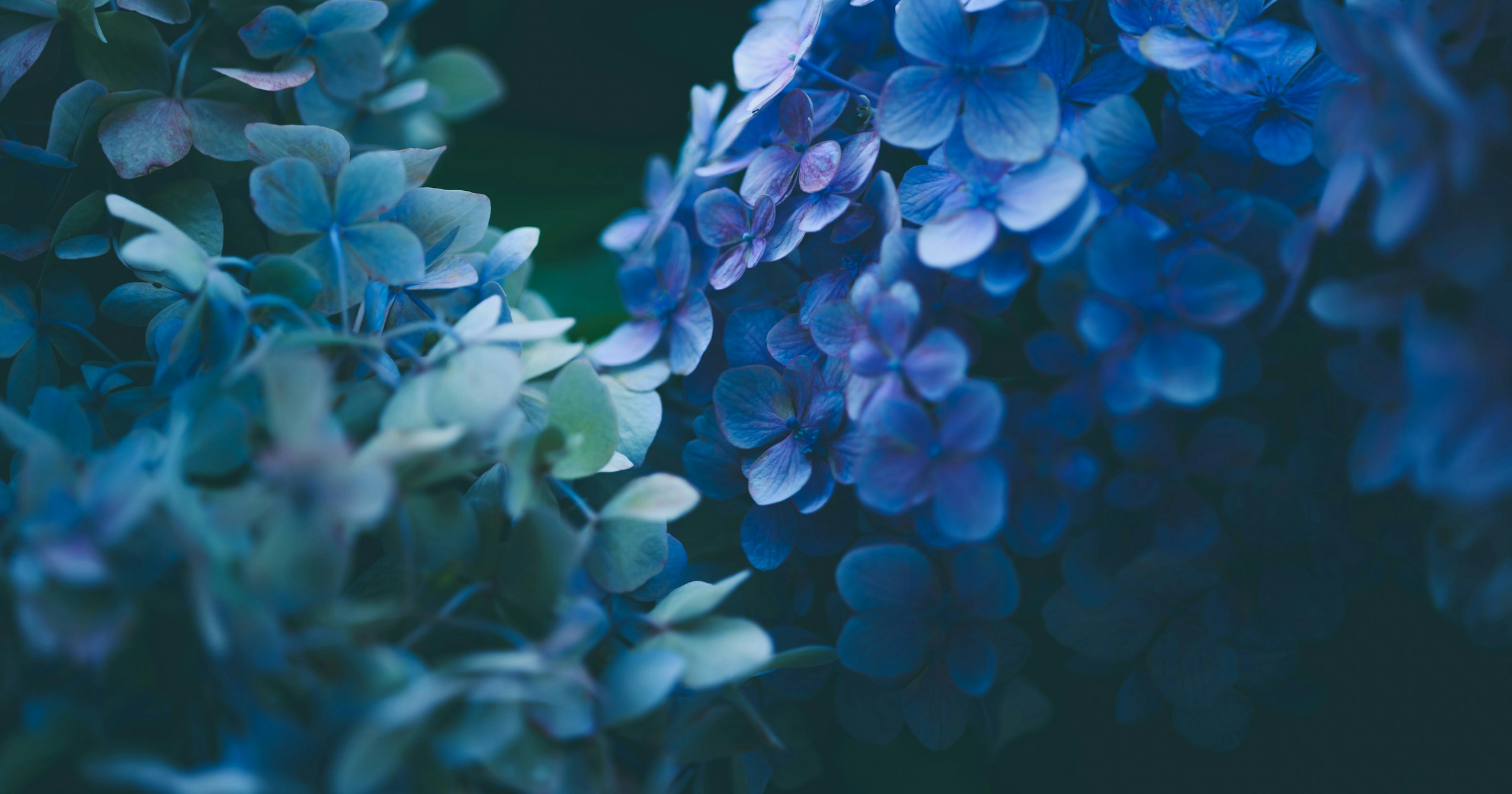 masaが語る | Z6IIIにMFレンズという贅沢な選択 | APO-LANTHAR 50mm F2 Aspherical II | Knowledge #307