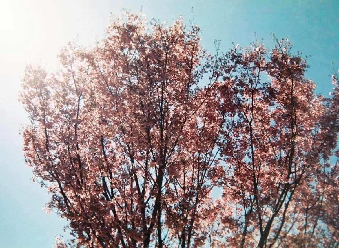 Chasing the Cherry Blossom Front: Exploring Spring Across Japan | Focus #57