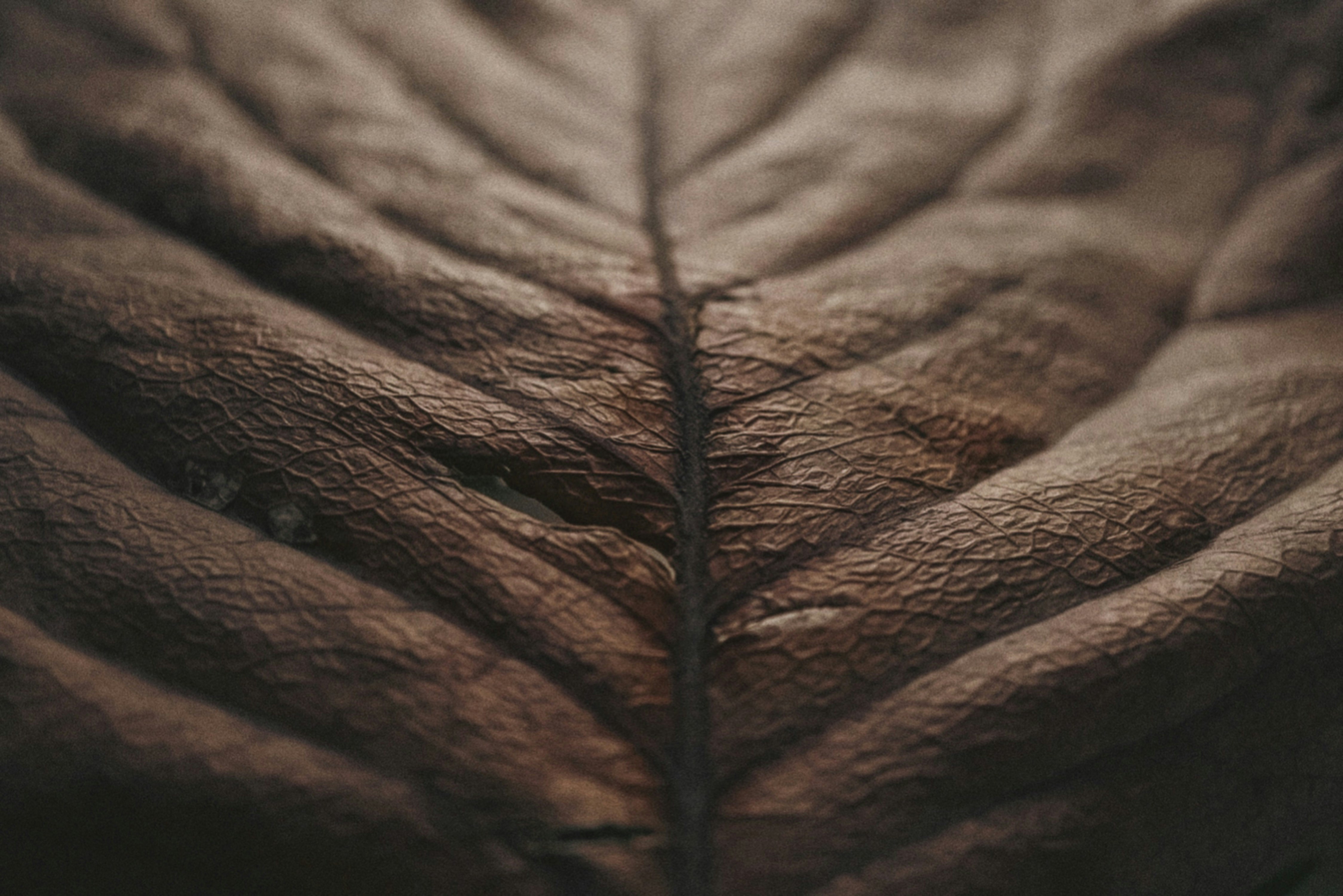 2025-10-plant-portrait-photography-image-9