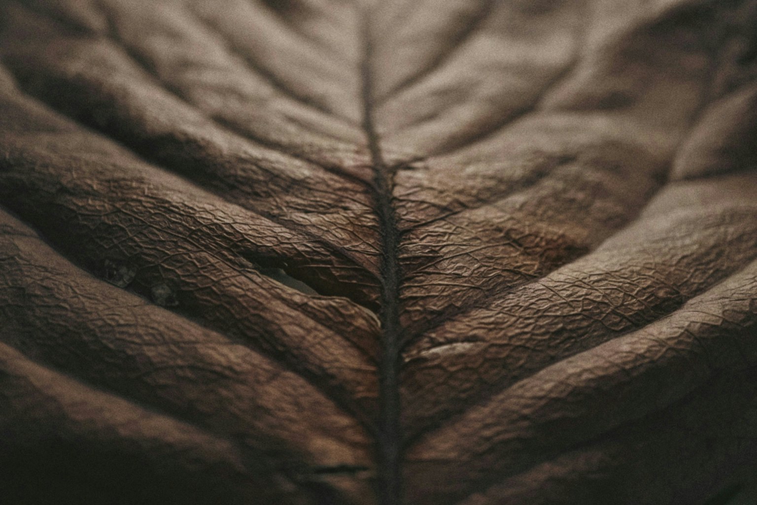 2025-10-plant-portrait-photography-image-9