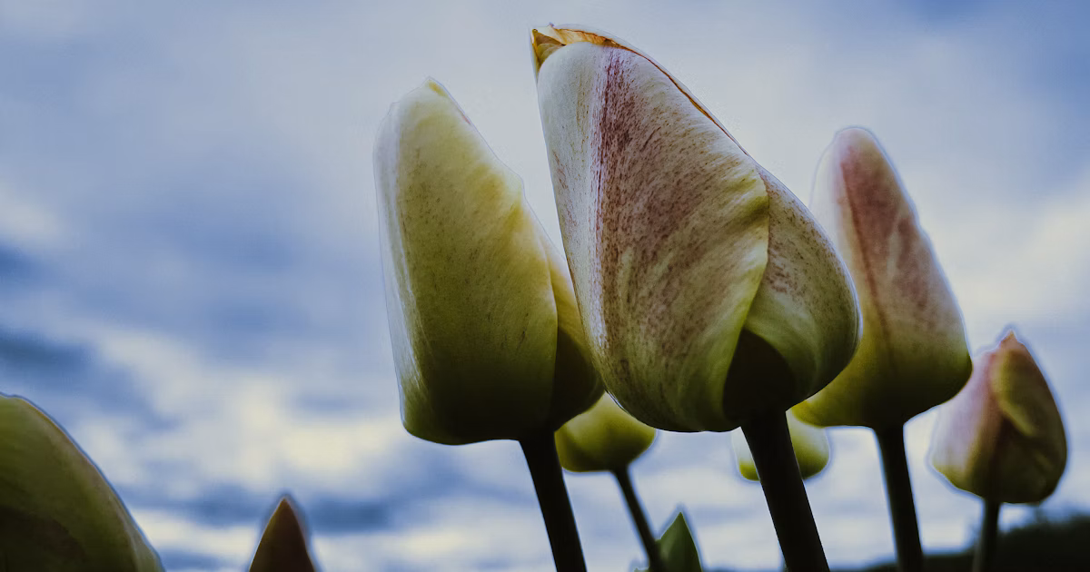 Review HDR Settings to Fix Over-Brightness on Instagram | Release #274