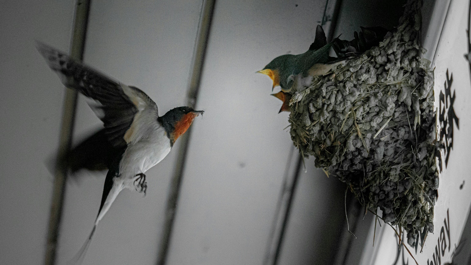 2025-02-small-gift-for-hakuraku-image-16