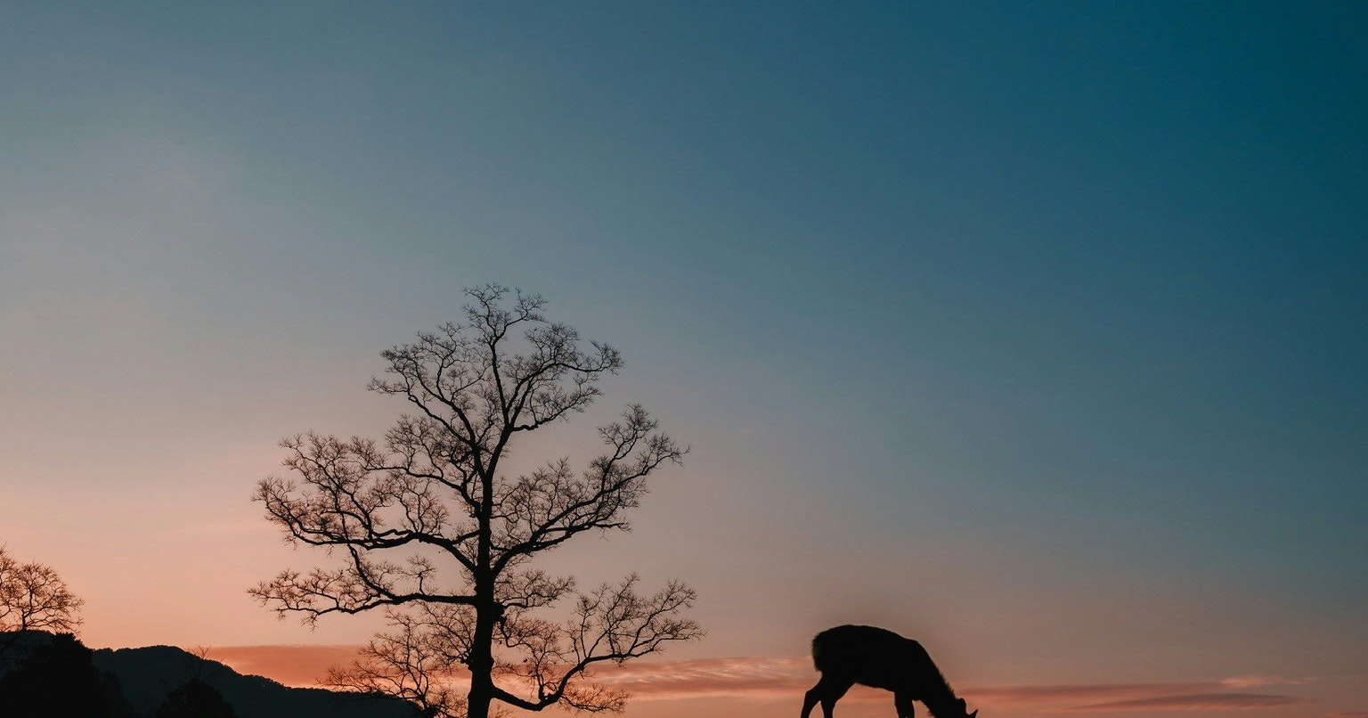 2025-10-ppp-in-nara-cover-image