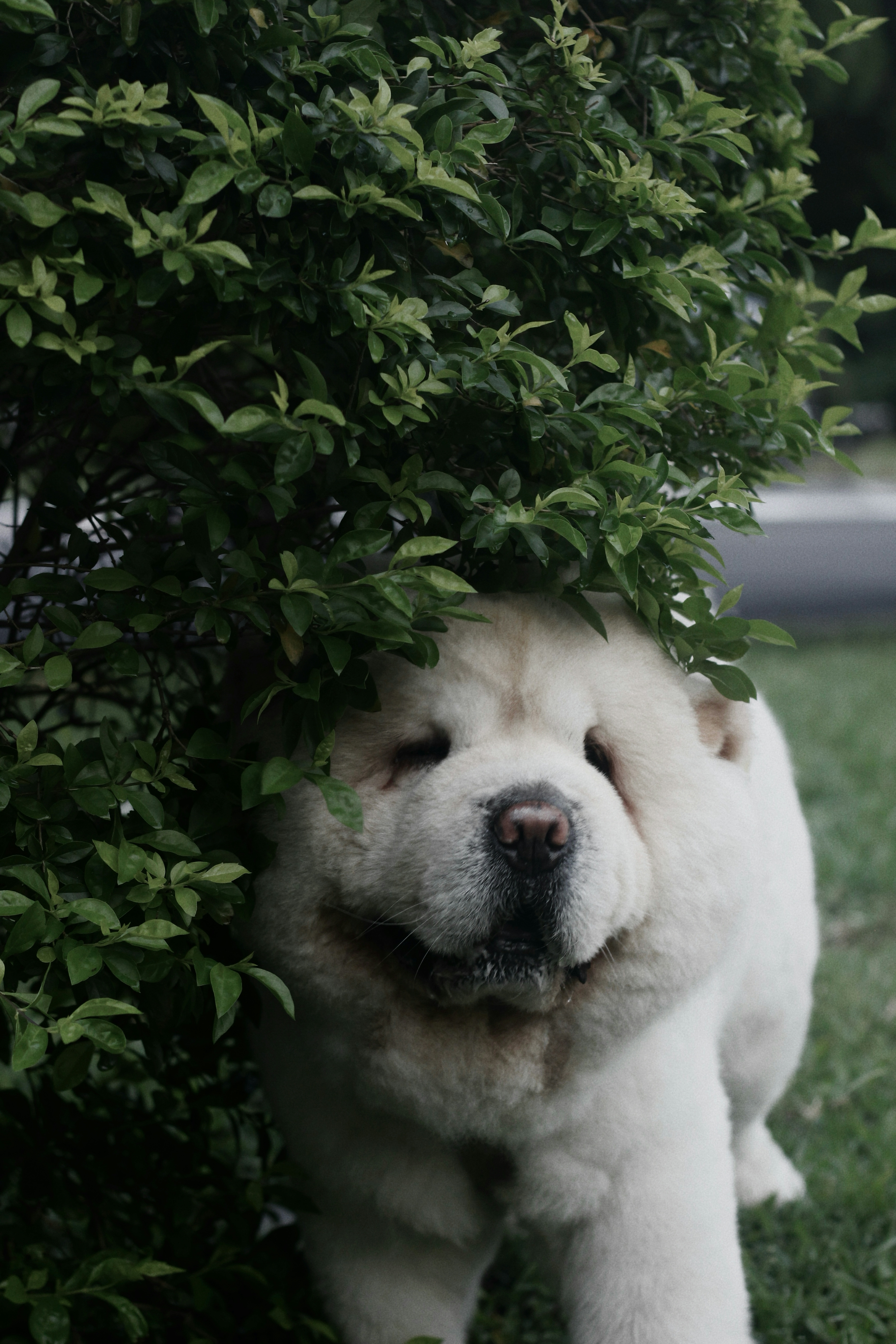2026-09-find-new-pieces-dog-image-10