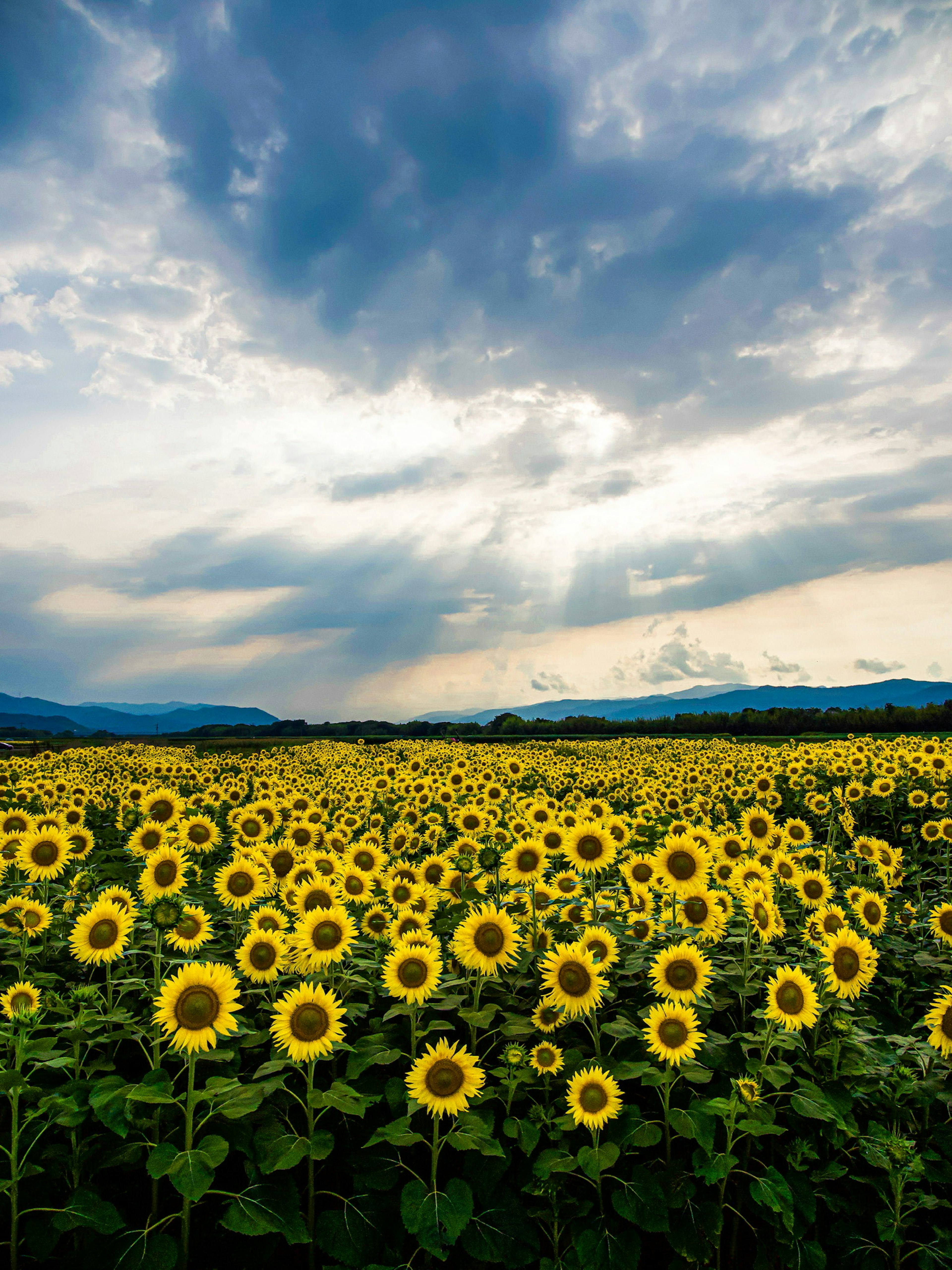 2024-08-sunflower-photography-in-japan-image-12