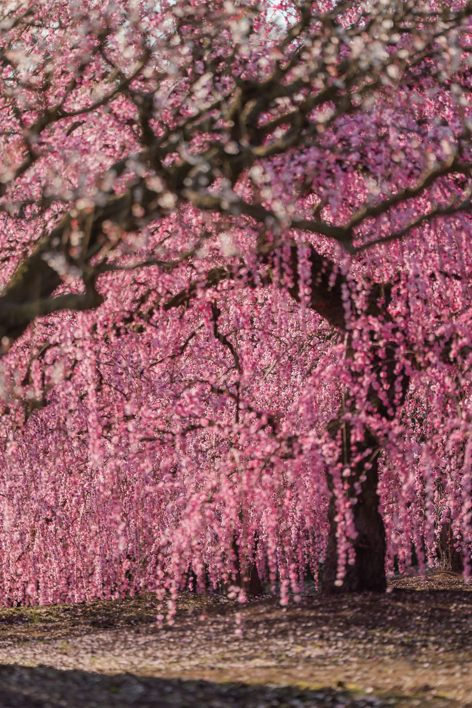 2025-03-pick-up-photos-no-74-78-image-11