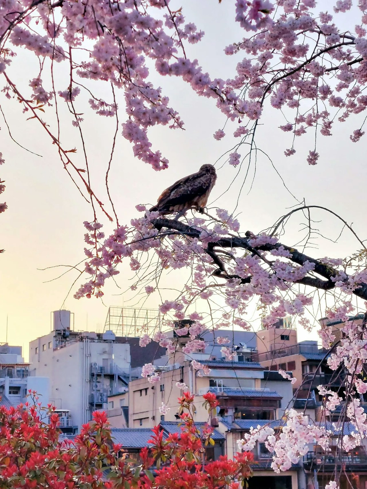 Chasing the Cherry Blossom Front: Exploring Spring Across Japan | Focus #57
