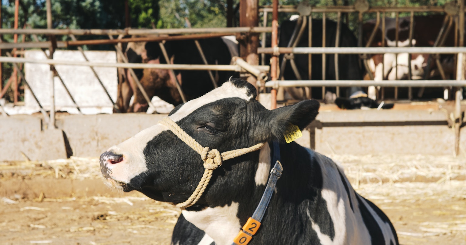 2023-10-how-to-start-animal-photography-cover-image