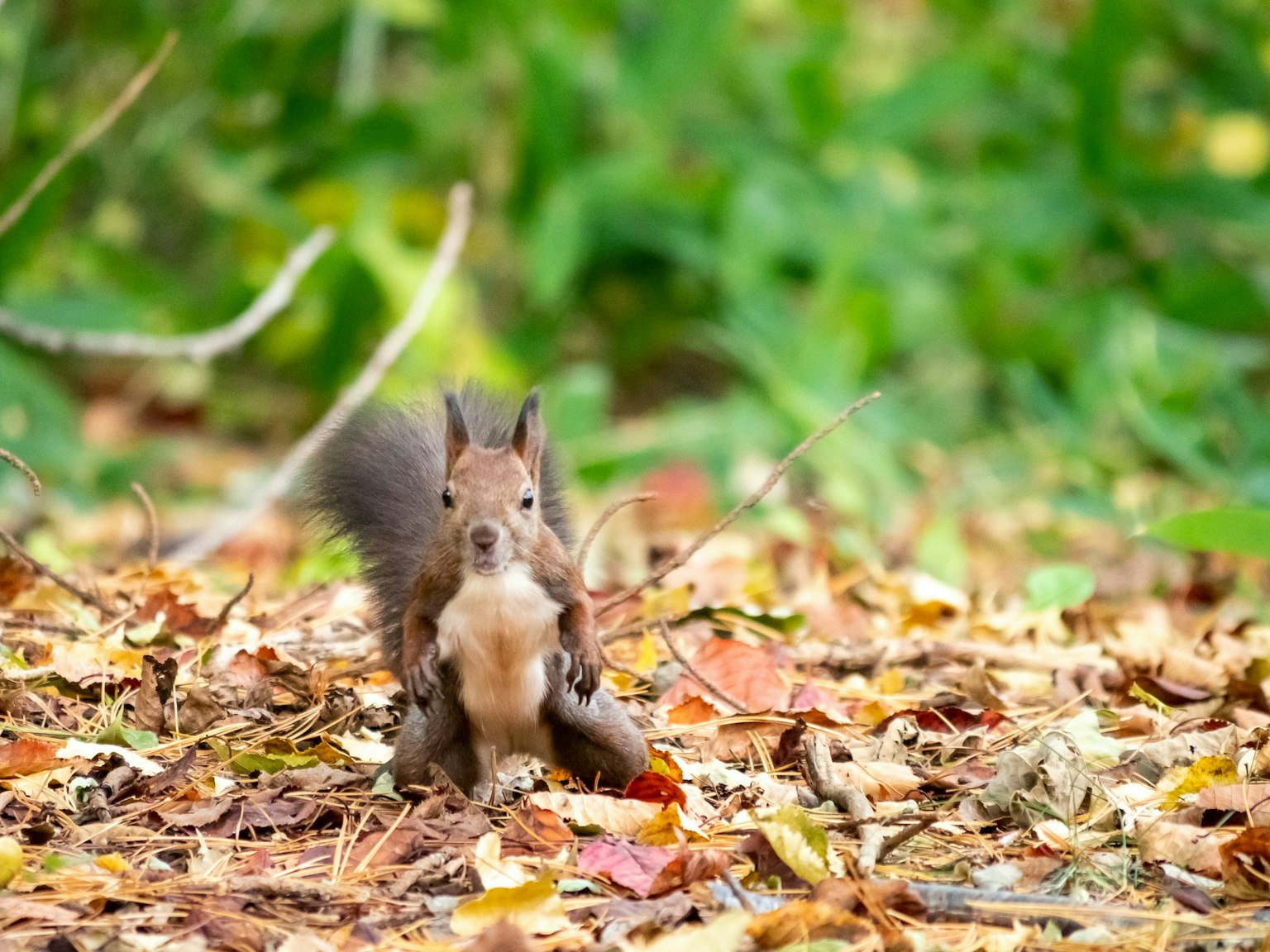 2024-12-wildlife-photography-close-approach-tips-image-8