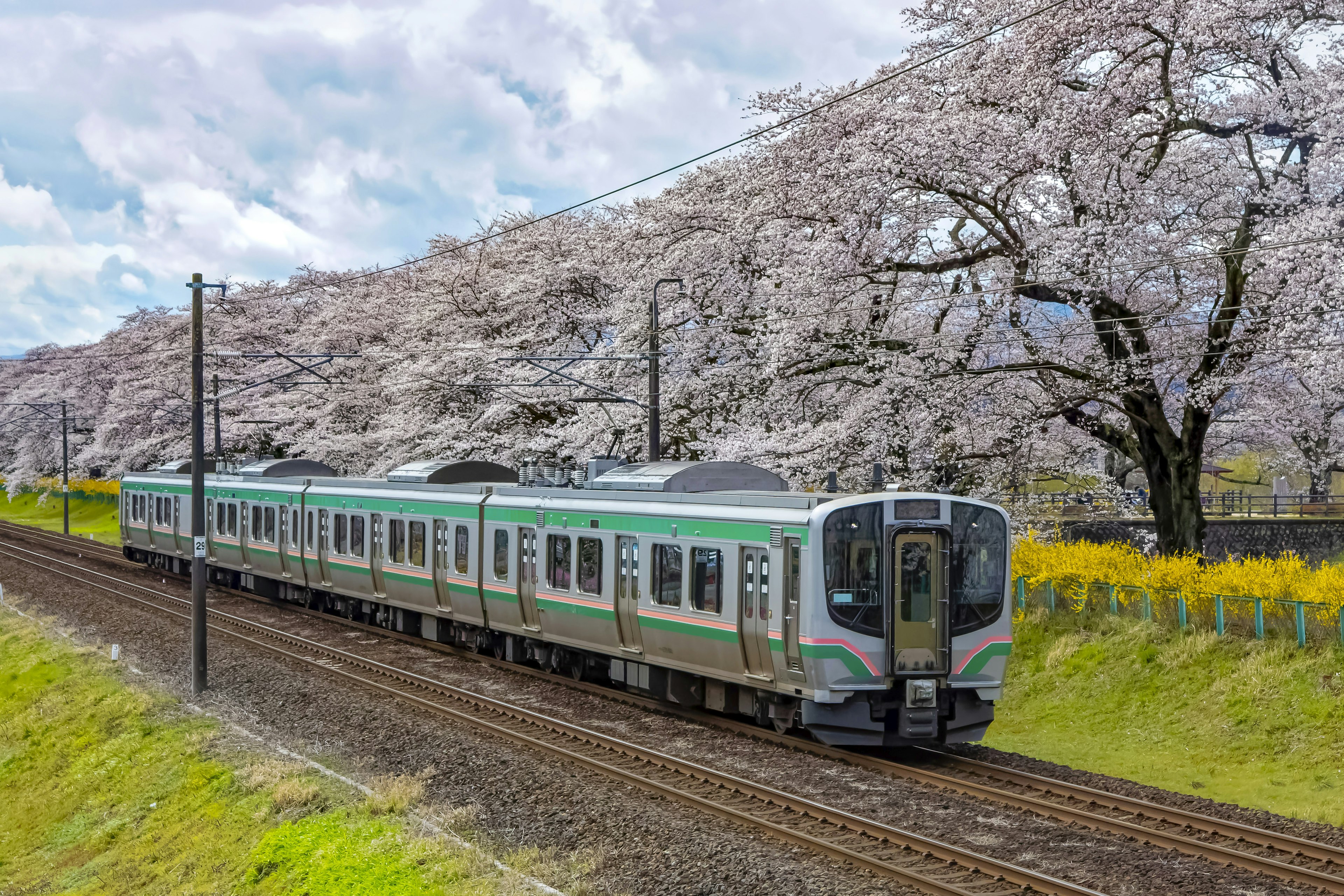 2024-03-best-time-for-hanami-image-28