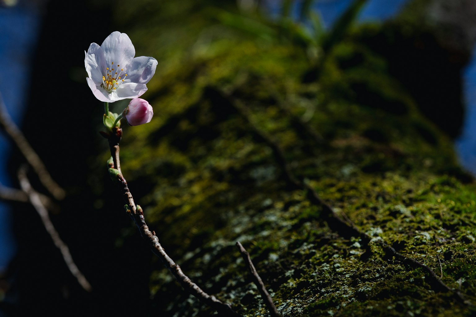 2024-06-flower-image-6