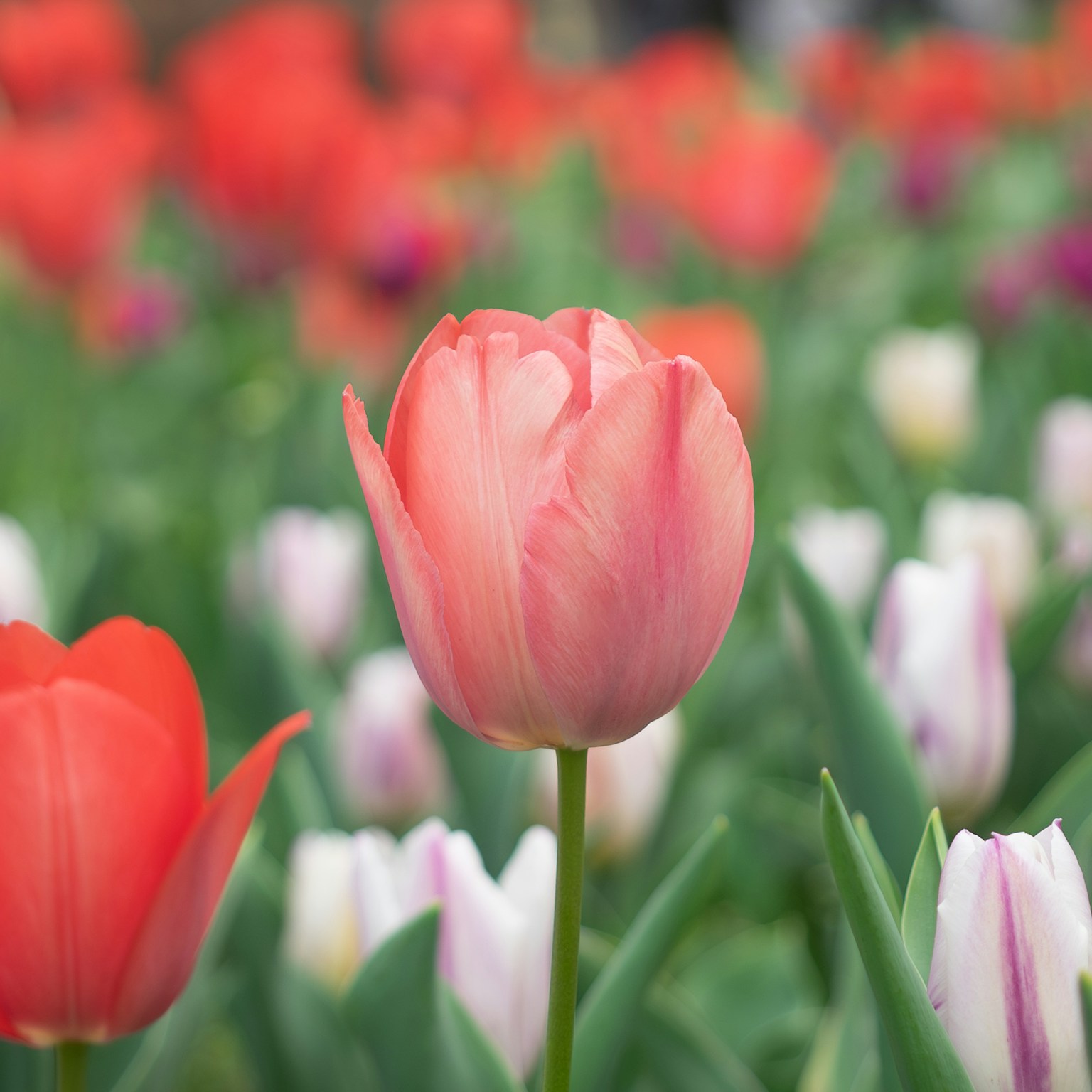 2024-03-spring-melody-cover-image