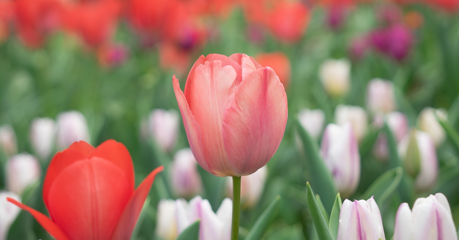 2024-03-spring-melody-cover-image