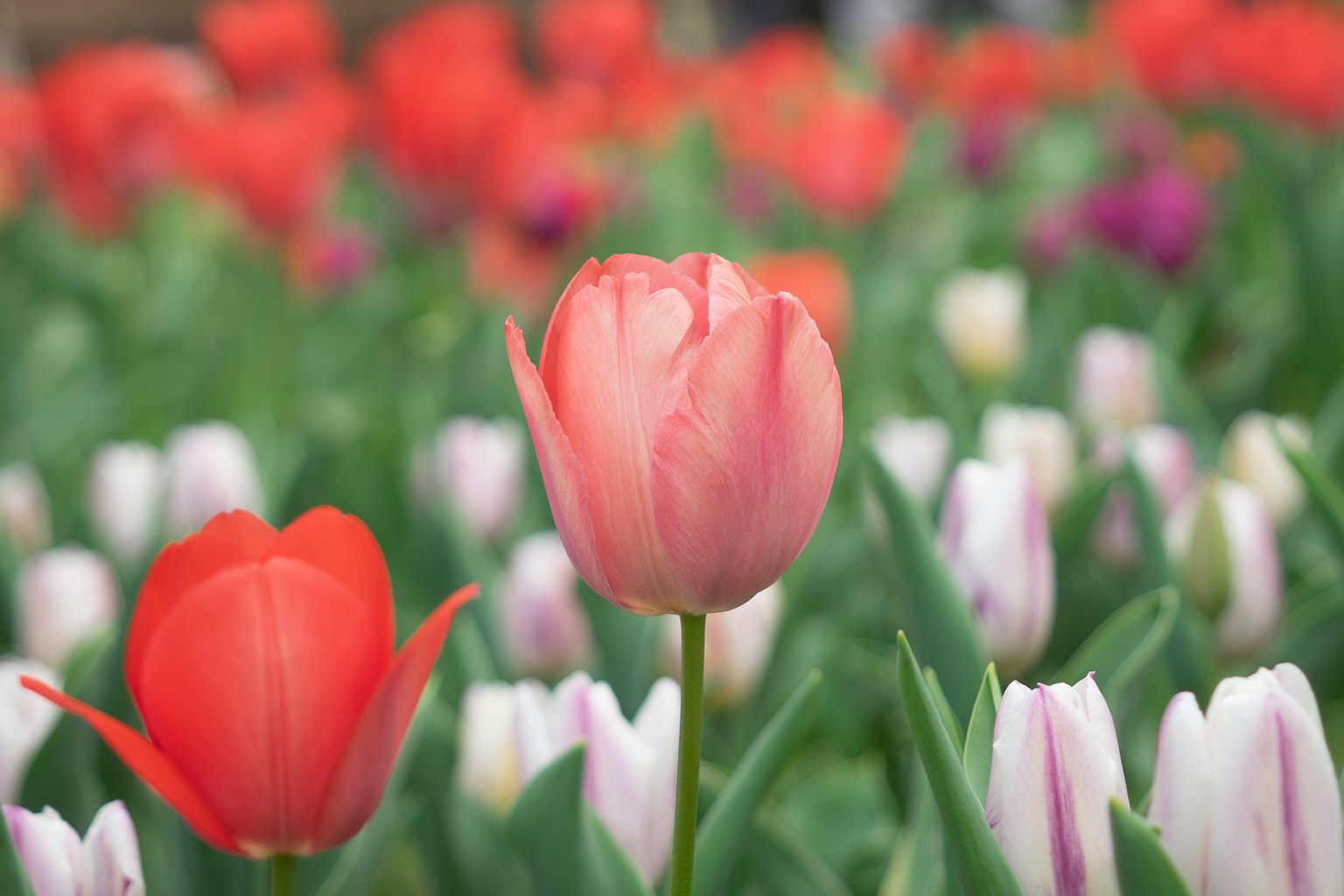 2024-03-spring-melody-image-8