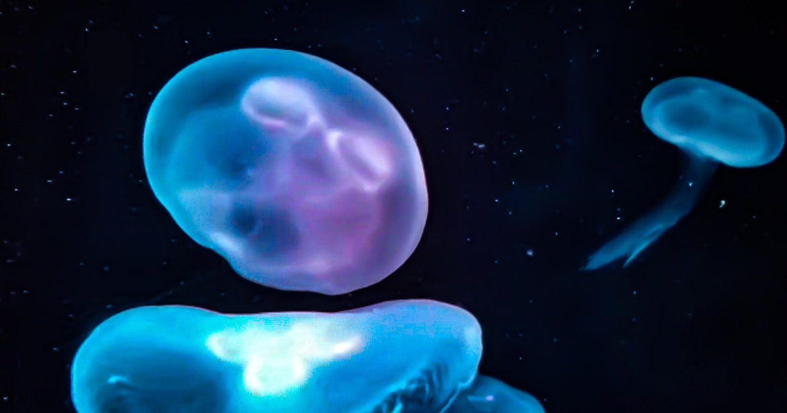 2024-05-aquarium-cover-image