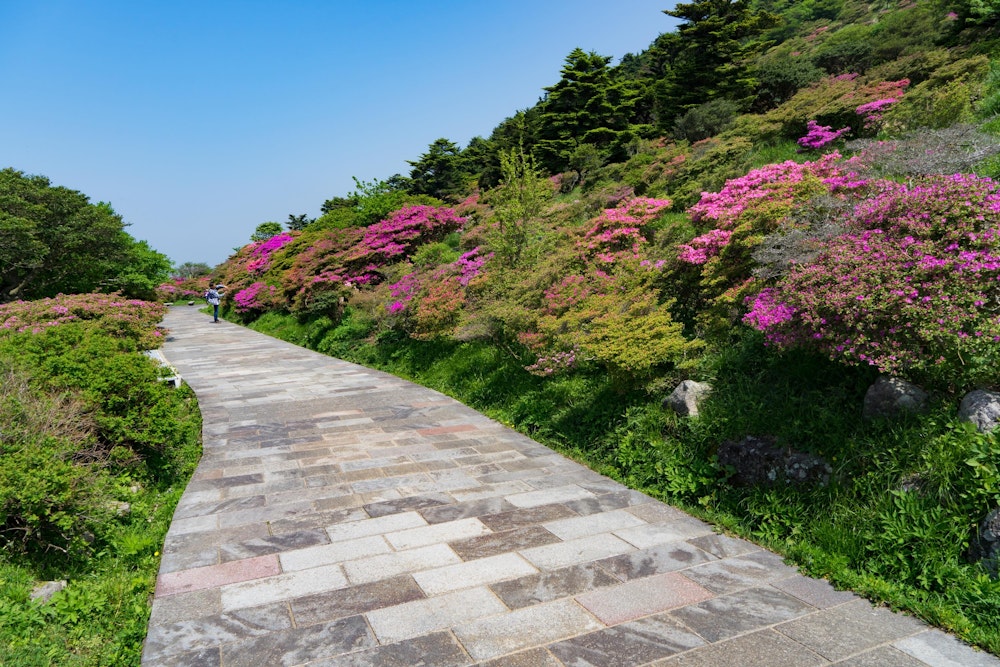 <p>仁田峠のミヤマキリシマを楽しみつつ、車を停めた池ノ原園地に向かって帰る。<br>このあたりの花はまだまだ咲き始めだろう。最盛期にはピンク色に染まった山肌が遠くからも見えるかもしれない。</p>