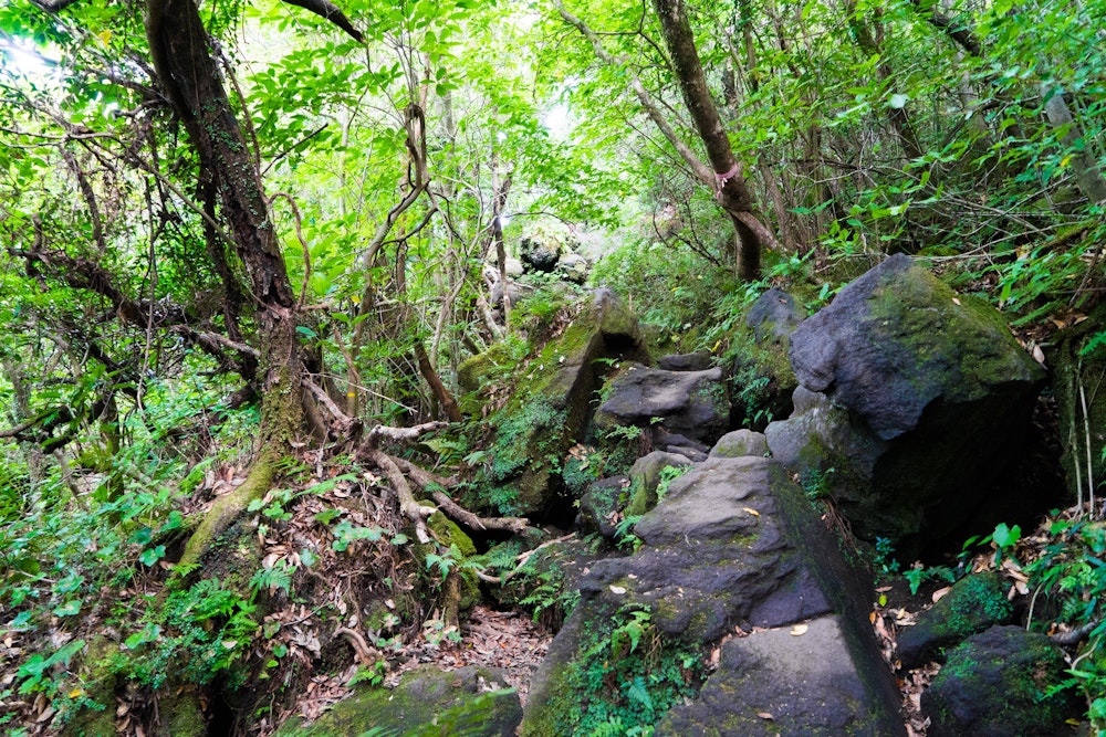 <p>基本的には終始高密度の樹林帯の道を進む。標高を上げていくごとに、岩がごろごろしてくる。</p>