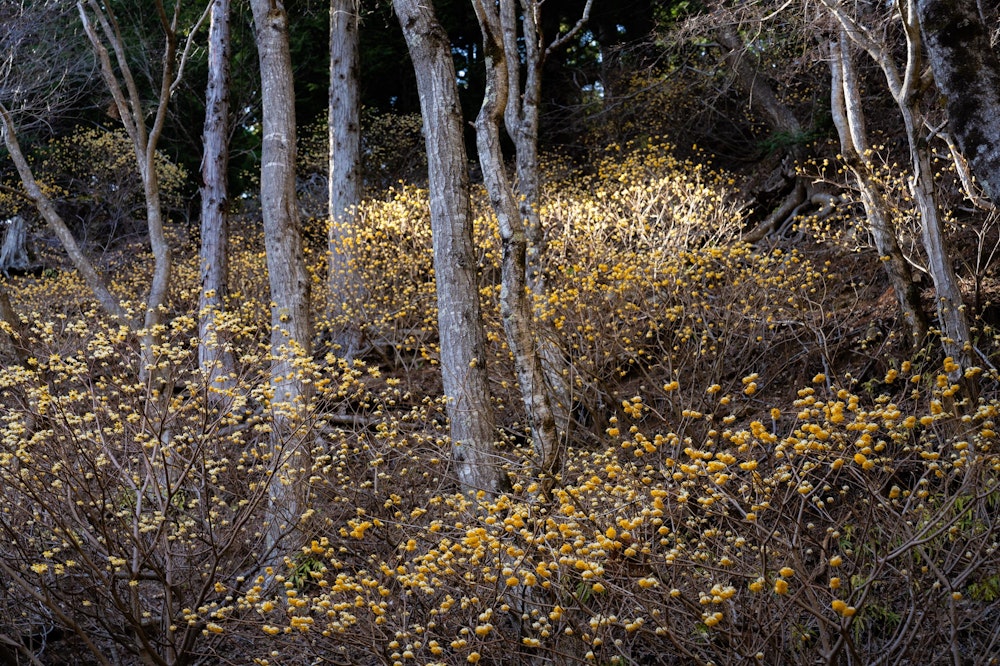 <p>遠くから見るとホタルの大群のようにも見えるミツマタの花。<br>森の中の低いところを埋め尽くすほどだった。</p>