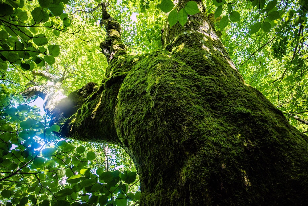 <p>花を存分に楽しんだあとは、緑の登山道を辿って帰路につく。<br>想像を超える花の祭典に、大満足の登山となった。</p>