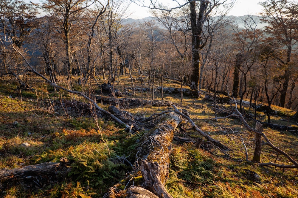 <p>やわらかな朝日が差し込む、九州脊梁の森。</p>