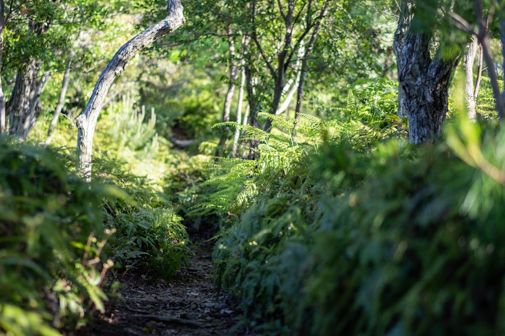 <p>シダの新緑が春の登山道を彩る。</p>