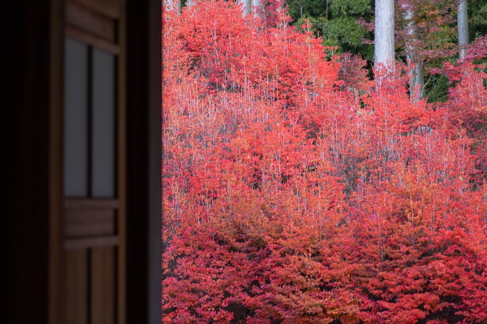 <p>百観音堂の庭に植えられたドウダンツツジ。<br>真っ赤な紅葉が見事だった。</p>