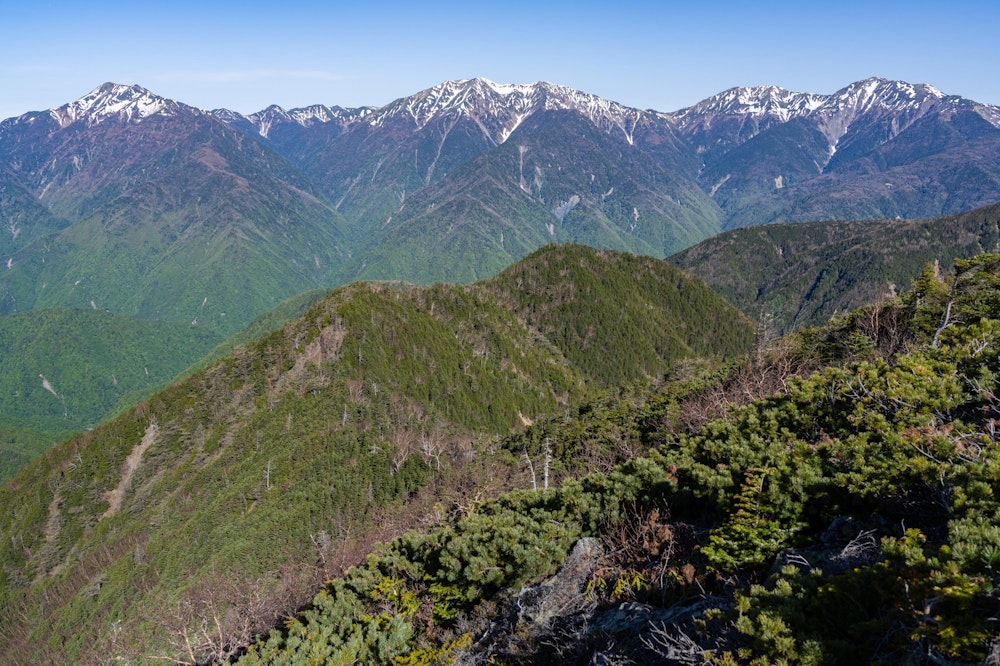 <p>新緑と残雪の共演、聖岳・赤石岳・荒川岳の迫力。<br>笊ヶ岳の頂上はこの付近では唯一 360°に展望のある山で、南アルプス主稜線がとてもよく見える。<br>向こうに見える主稜線の山に登ってもこの景色を眺めることはできないだけに、この風景に出会えることは白峰南嶺の醍醐味と言える。</p>