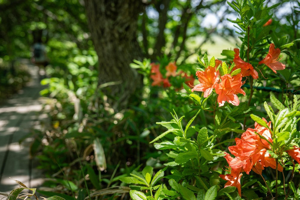 <p>6月の亜高山帯は、レンゲツツジの開花シーズン。<br>いたるところで、オレンジがかった赤色の花を咲かすレンゲツツジの群生がみられた。</p>