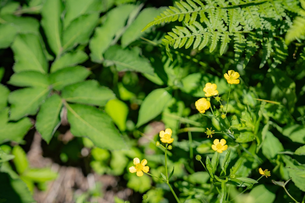 <p>キンポウゲの花。木道沿いの多くの場所で、小さな群生が点在するようにして咲いていた。</p>