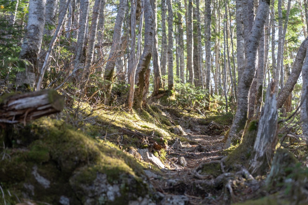 <p>布引山から笊ヶ岳の間にも登り返しがあるが、所ノ沢越から布引山の延々と続く登りに比べれば気楽に歩くことができた。<br>苔の美しい森に目を向ける余裕がある。</p>
