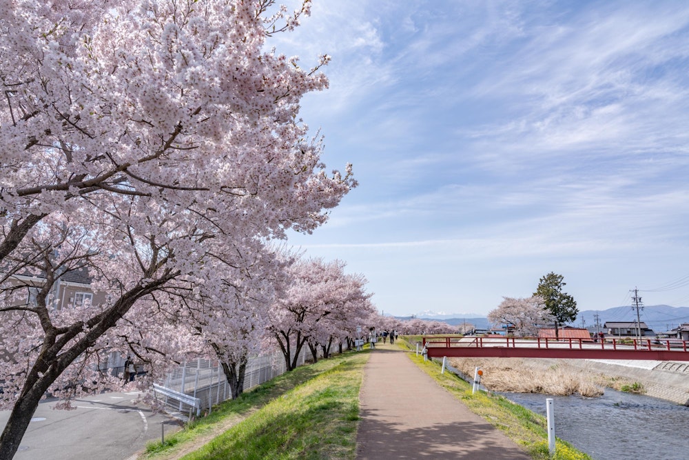 <p>ホームセンターの裏手に出ると、突如として現れる桜並木。ちょうど満開だった。</p>
