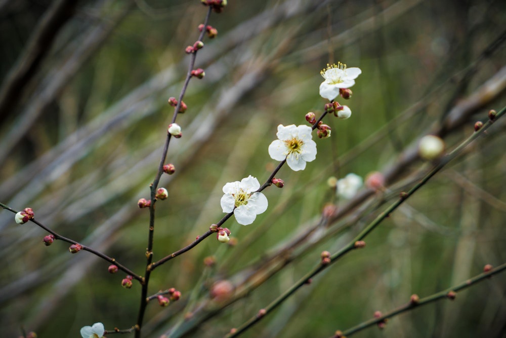 <p>下山して再び奥多摩の集落に下りてくると、梅の花が咲き始めていた。</p>