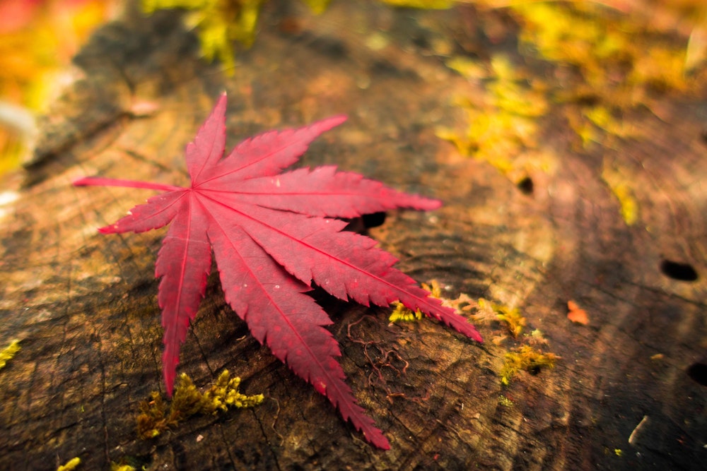 <p>紅色のインクに浸けたように、全体が鮮やかに色づいたイロハモミジの落葉。<br>木の葉の一枚一枚がこんなに色づいていれば、それは圧巻の光景にならないわけがない。</p>