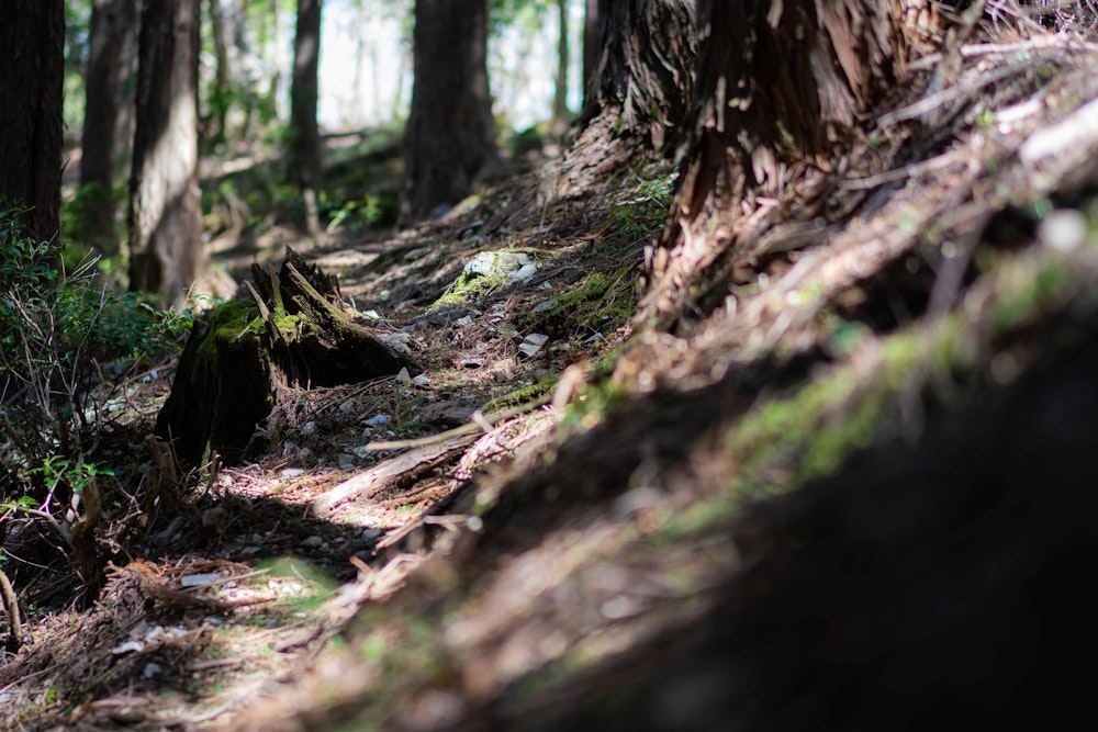 <p>なんてことない足元の風景。春の優しい木漏れ日が心地よい。</p>
