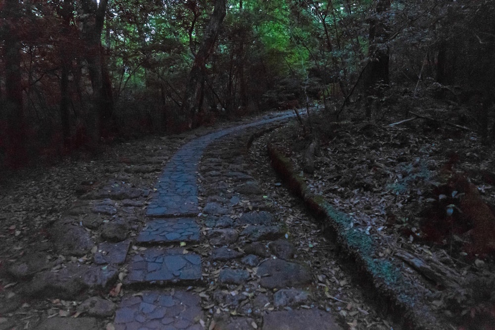 <p>夜明け前、大浪池登山口から薄暗い登山道を往く。</p>