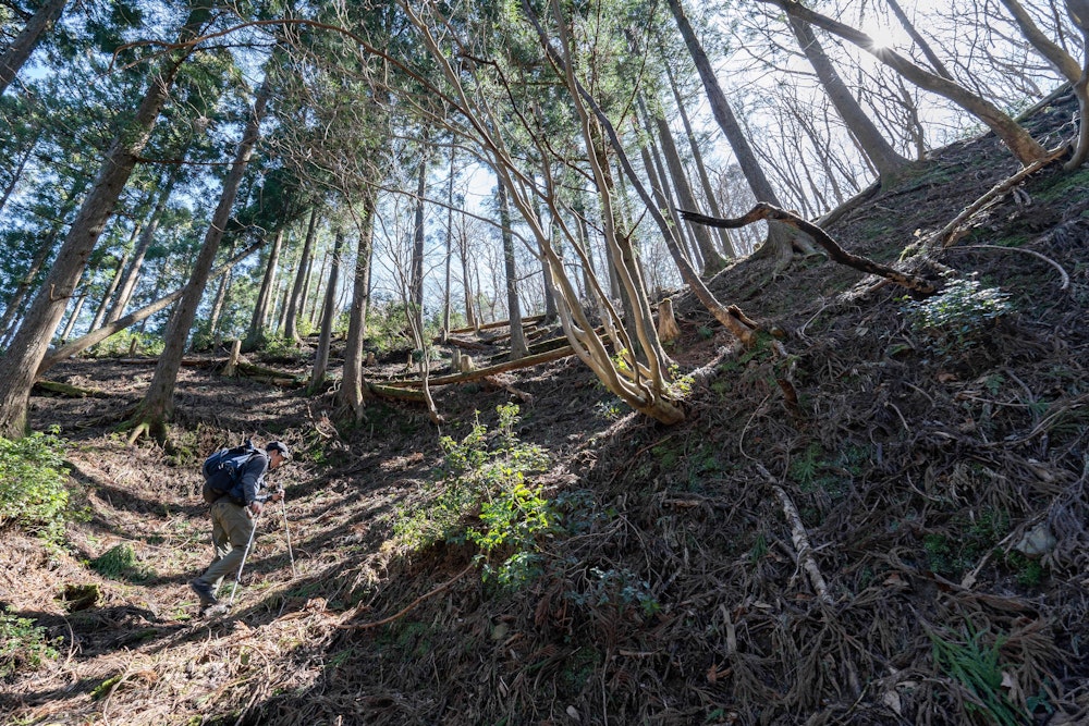 <p>植林地帯の最後の斜面を登って、小又谷に出る。<br>夜明け前、暗闇の中を歩いた場所も、すっかり明るくなって違った雰囲気になっていた。</p>