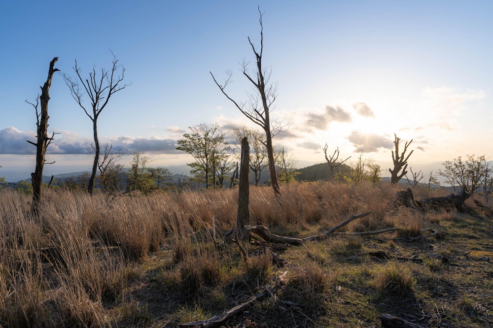<p>白髪岳へと向かう尾根。<br>立ち枯れた木と生きている木がまばらに並ぶ、いかにも九州脊梁といった雰囲気の道がのびる。</p>