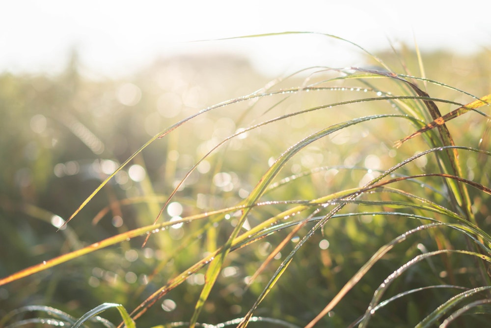 <p>朝露でしっとりと濡れる草木。<br>そう、足はびしょ濡れだ。</p>