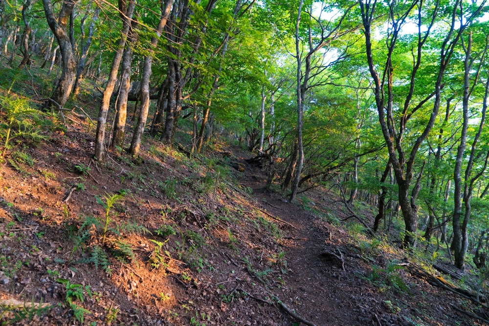 <p>しばらくはゆるやかな樹林帯を登っていく。</p>