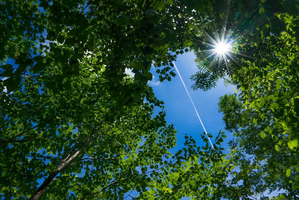 <p>鮮やかな緑。ふと上を見ると、青空を横切る飛行機雲が見えた。</p>