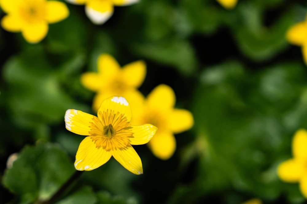 <p>鮮やかな黄色の花を咲かせるリュウキンカ。</p>