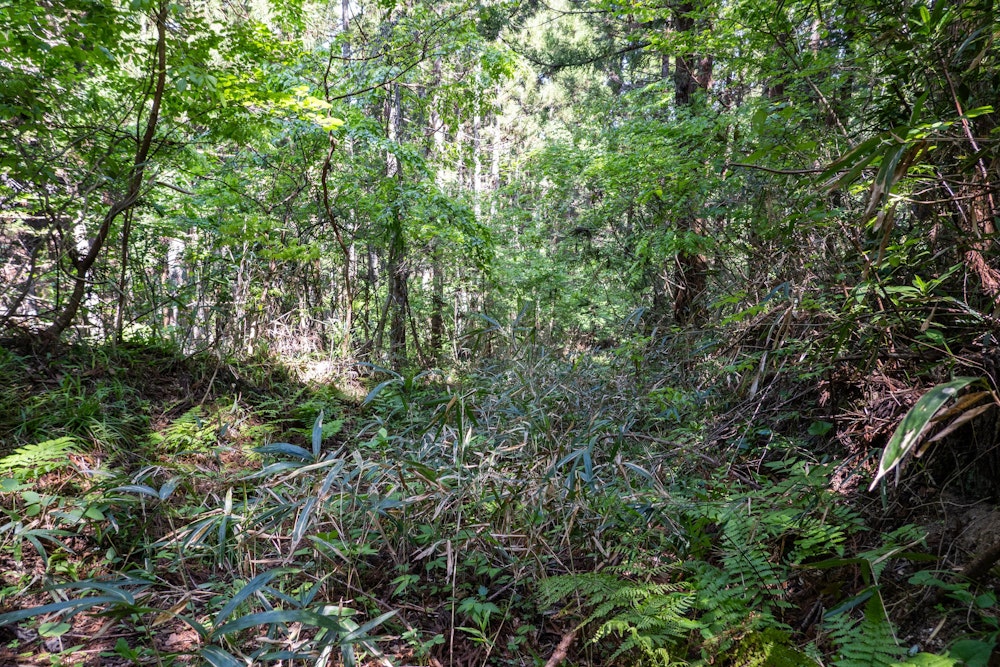 <p>箕輪峠のあたりで一度里に出たあと再び山に入ったが、すぐに薮が深くなる。<br>藪漕ぎしやすい服装ではなかったので、これ以上はトレイルを通るのは諦めて峠に戻った。</p>