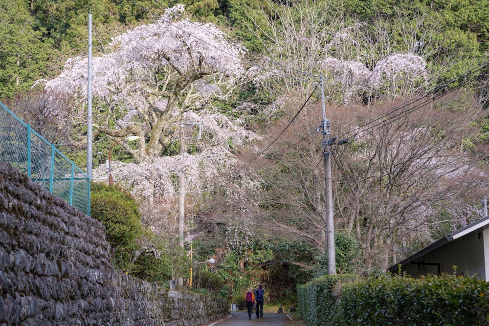 <p>最後は西谷に下り着き、ロープウェイから見えた桜の木々を楽しんで今日の山歩きの締めくくりとした。</p>