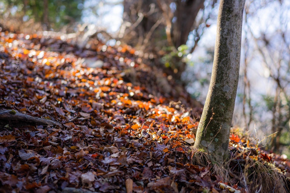 <p>紅葉の季節は終わりを迎え、その全ての葉が落葉している。<br>落ちたばかりの葉はまだ色が鮮やかで、足元を彩っていて美しい。</p>