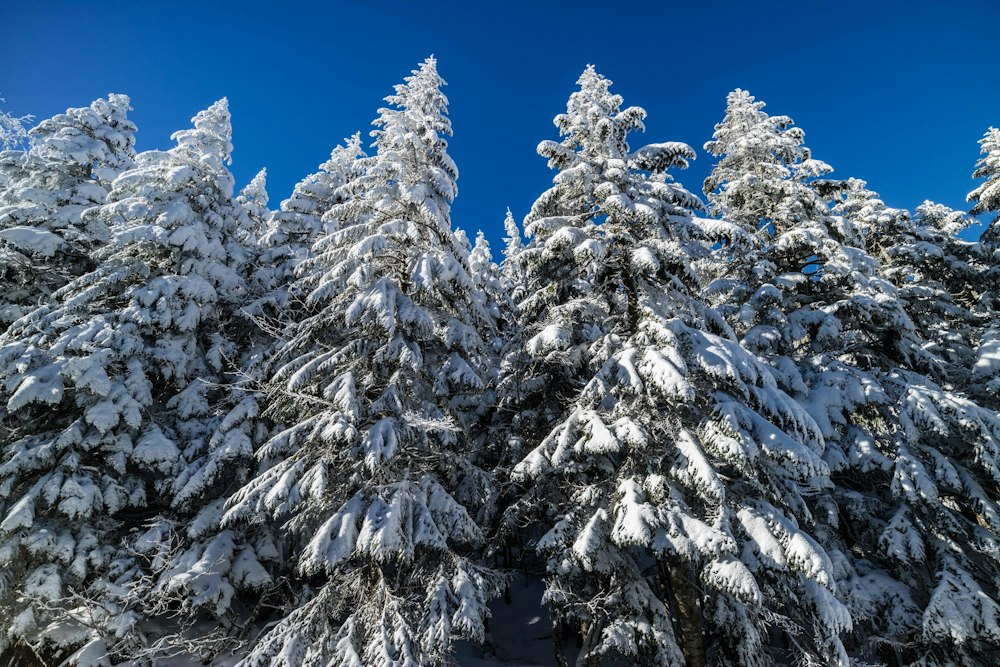 <p>針葉樹林は雪が似合う。</p>