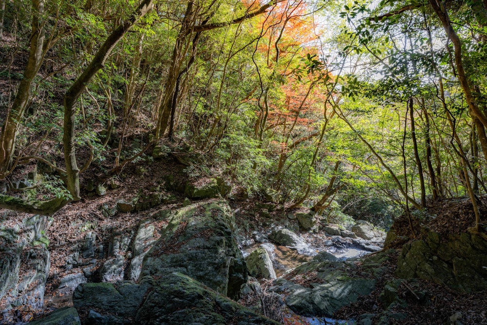<p>暖かい地域で、標高も低いためまだ紅葉が残っている。</p>