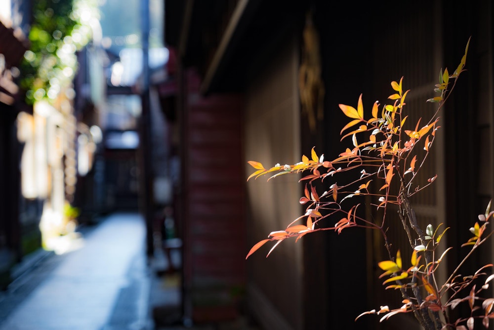 <p>路地裏の秋っぽい風景。しかし今は 2 月だ。</p>